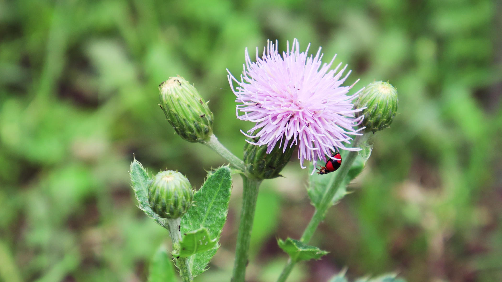 4K春天瓢虫和蚂蚁在花朵上采食花粉实拍视频素材视频的预览图