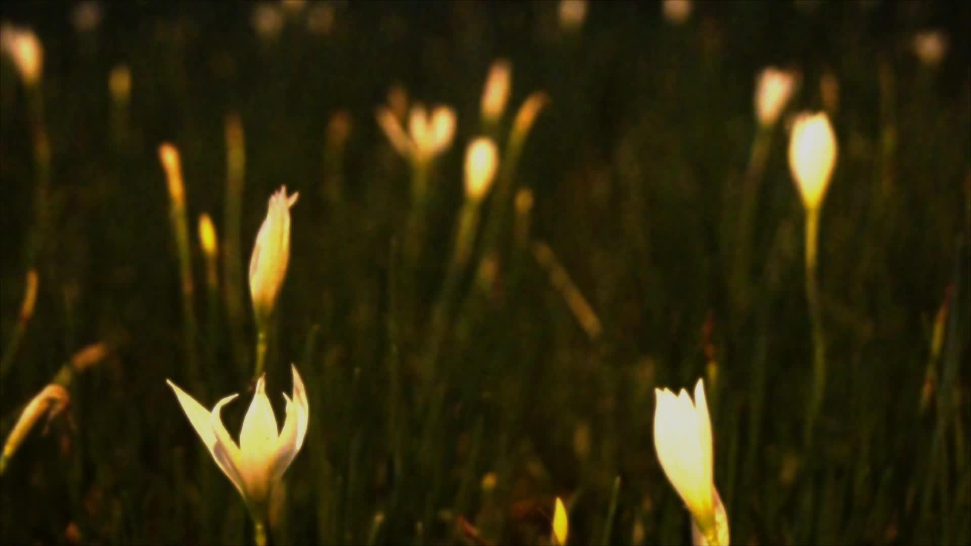 白色小郁金花视频的预览图