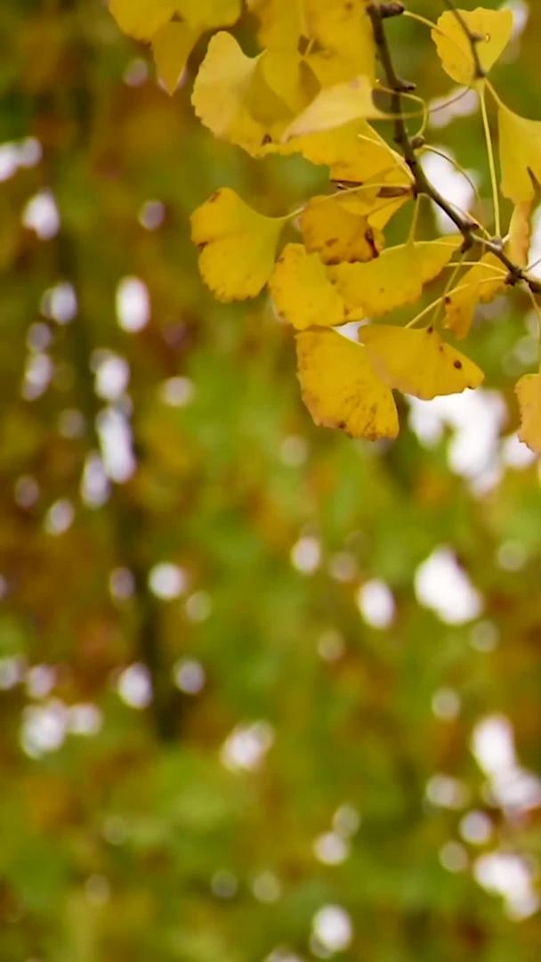 秋天浪漫的银杏叶视频的预览图