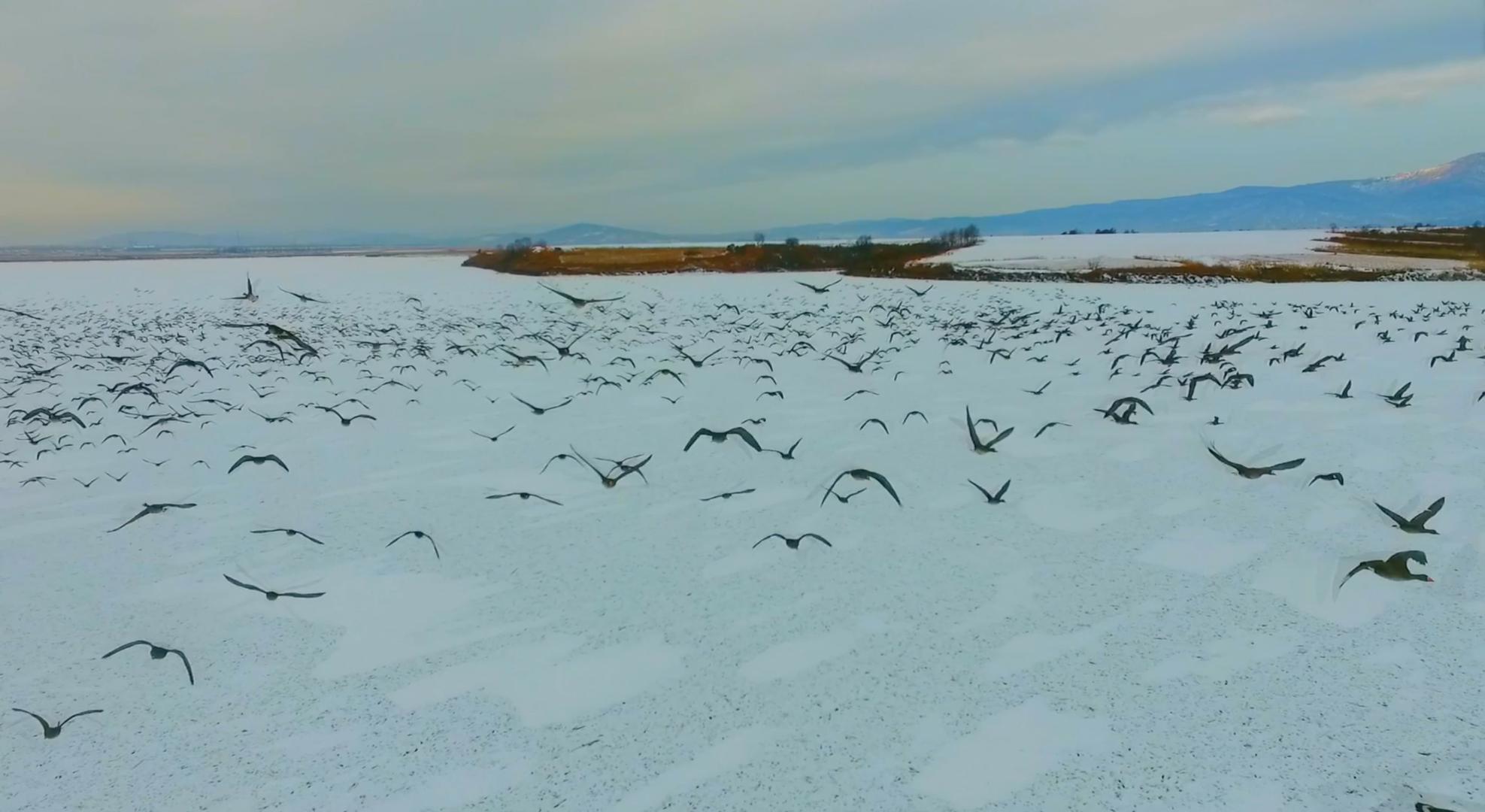 4K冬季飞鸟飞过天空视频的预览图