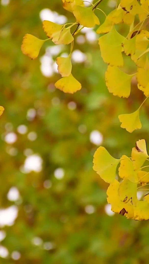 秋天浪漫的银杏叶视频的预览图
