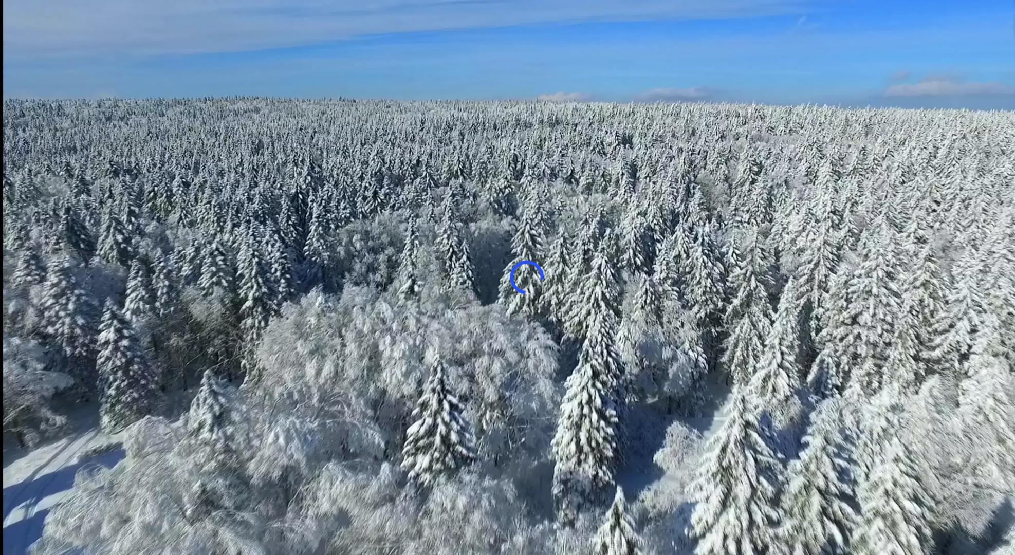 4K森林雾凇视频的预览图