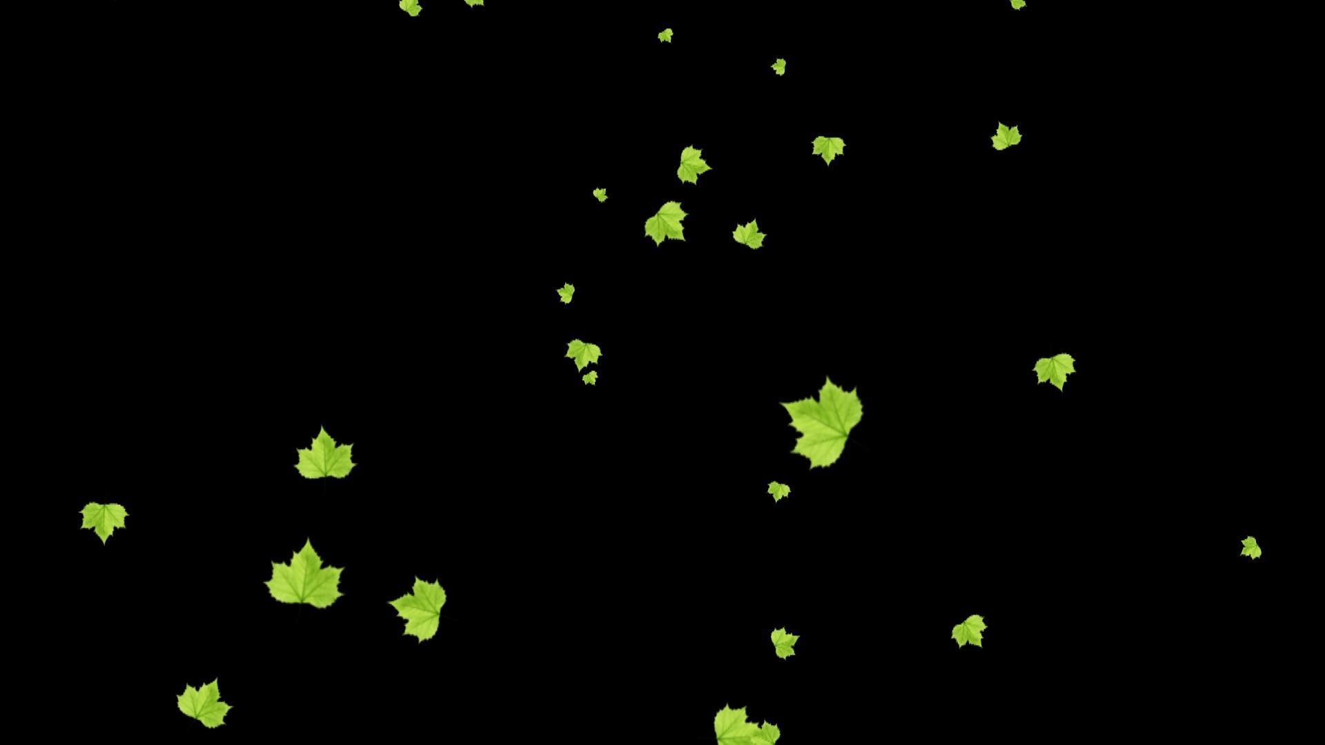 绿色树叶绿叶飘落视频的预览图