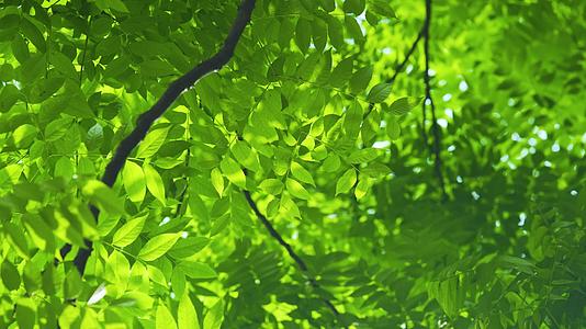 春日阳光植物空镜4k美丽视频的预览图
