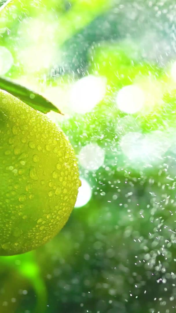 水滴阳光柠檬果实视频的预览图