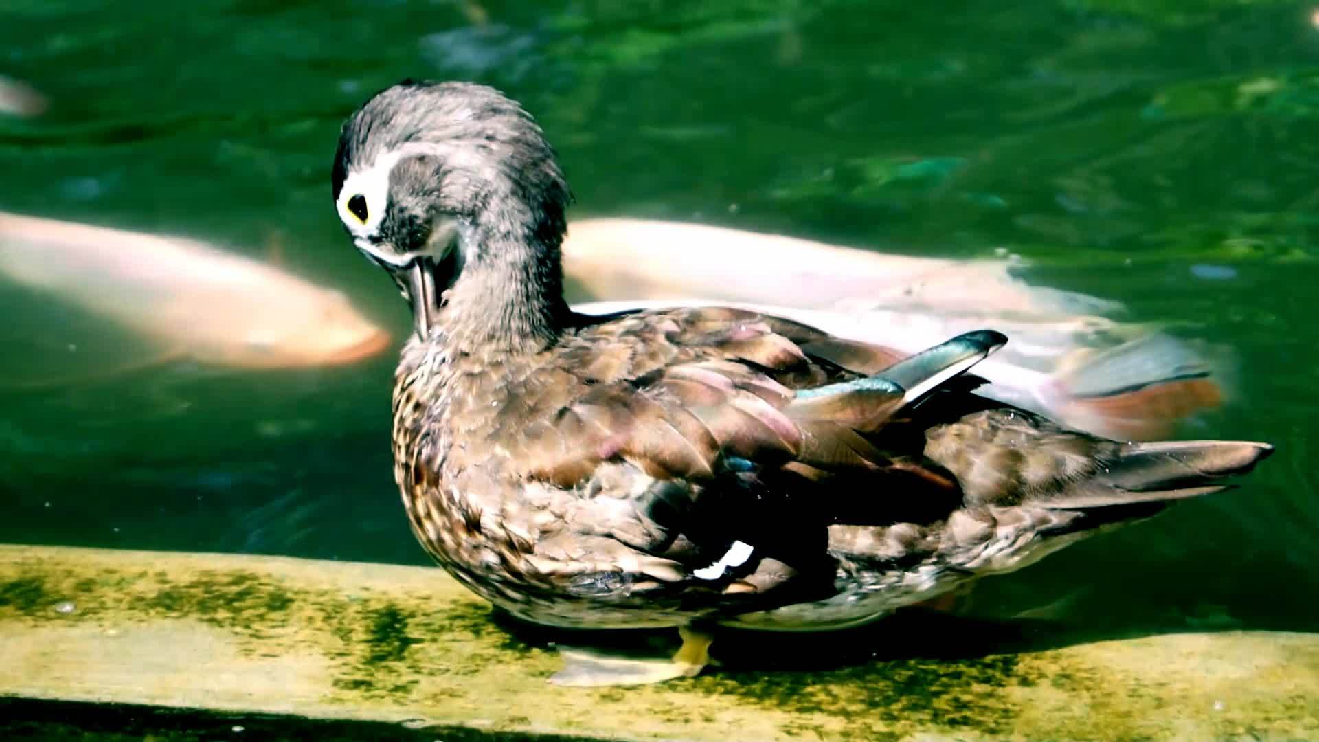棕鸭在水上视频的预览图