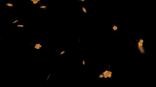 枫叶飘落动画视频的预览图