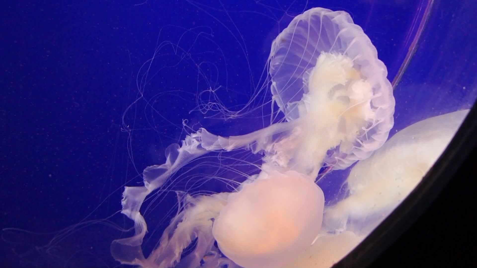 美丽的水母视频的预览图