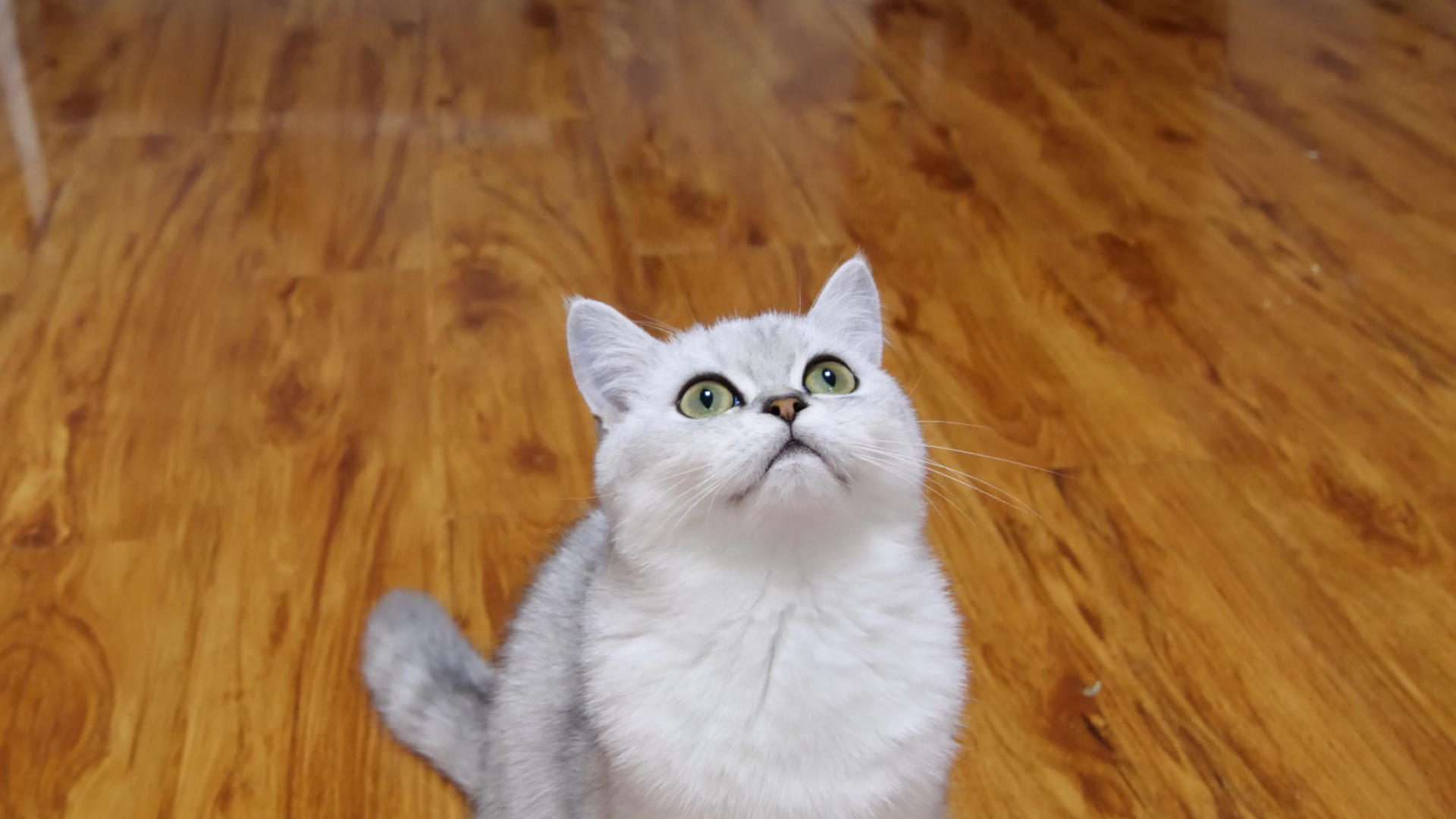 4K宠物猫银渐层猫咪视频的预览图