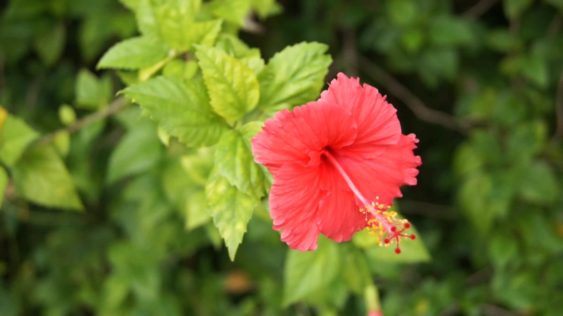 索雷尔和卡扎尼卡火花视频的预览图