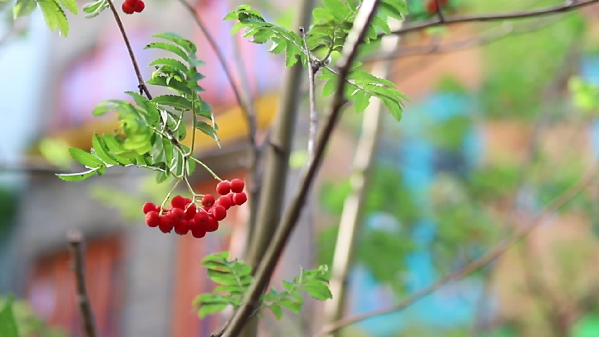 红莓挂在树上视频的预览图