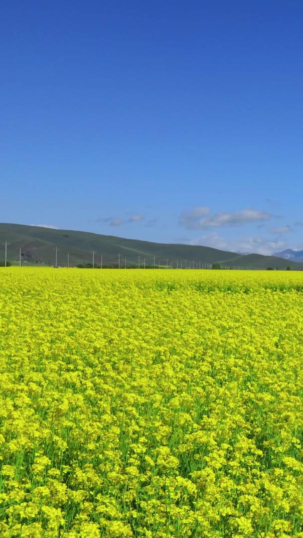 蓝天白云下金黄的油菜花视频的预览图