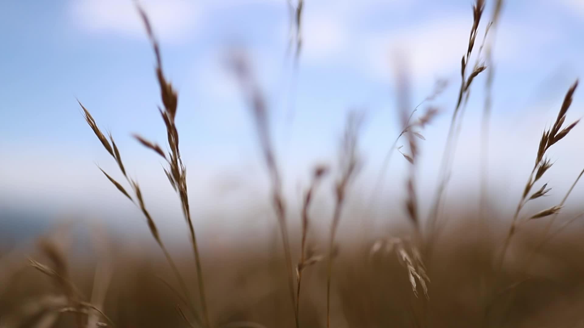 在清澈的蓝天下高高的干草随风而动视频的预览图