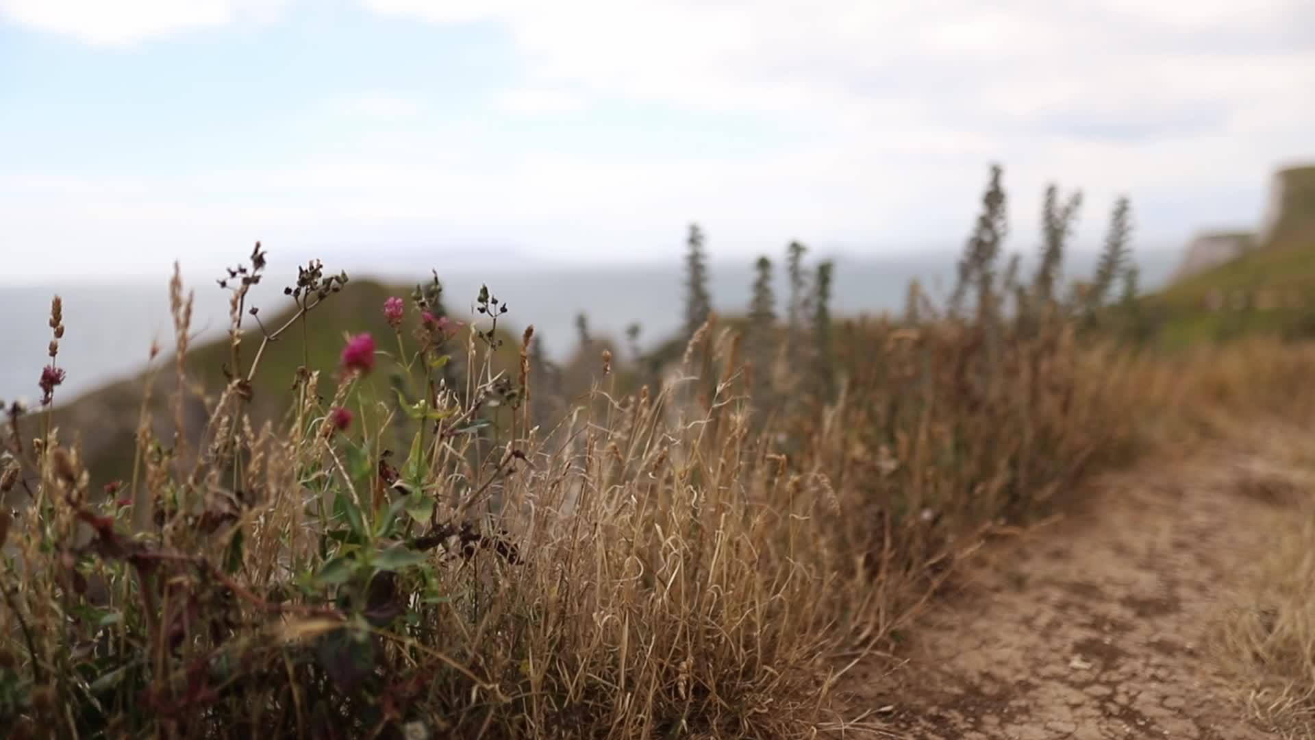 紫色的花和草视频的预览图