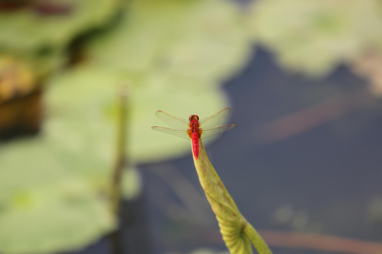 夏日红蜻蜓视频的预览图