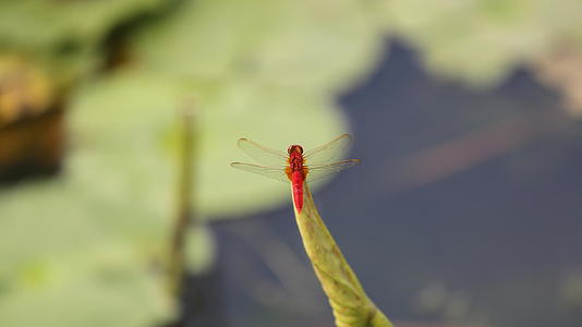 夏日红蜻蜓视频的预览图