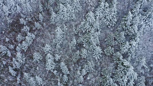 在降雪的针叶山林中鸟瞰白雪覆盖的冬林冬季背景mp44K视频素材