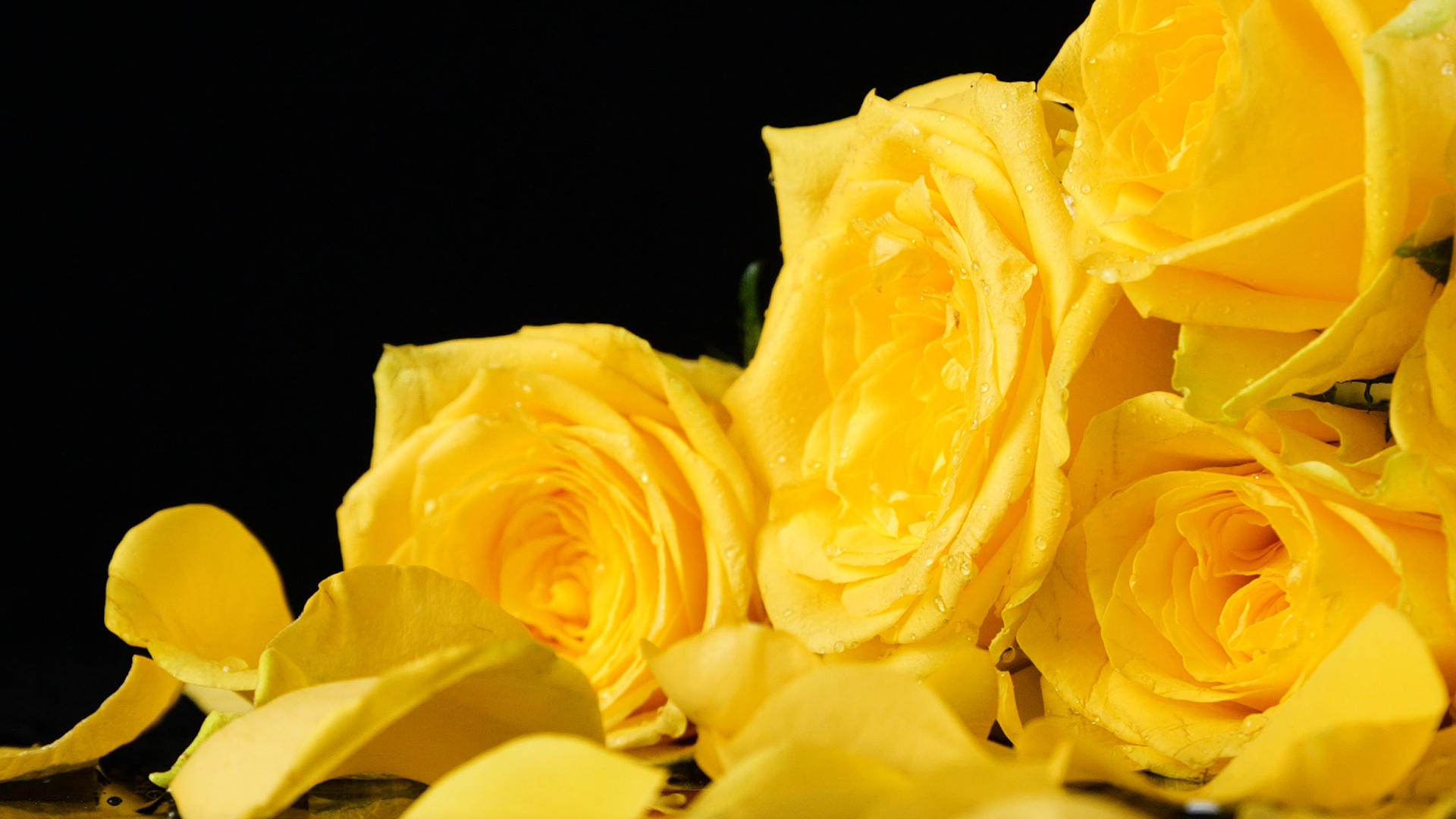 4K黄玫瑰浪漫鲜花黄色玫瑰花视频的预览图