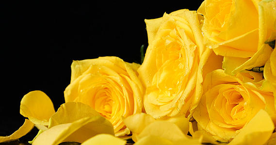 4K黄玫瑰浪漫鲜花黄色玫瑰花视频的预览图