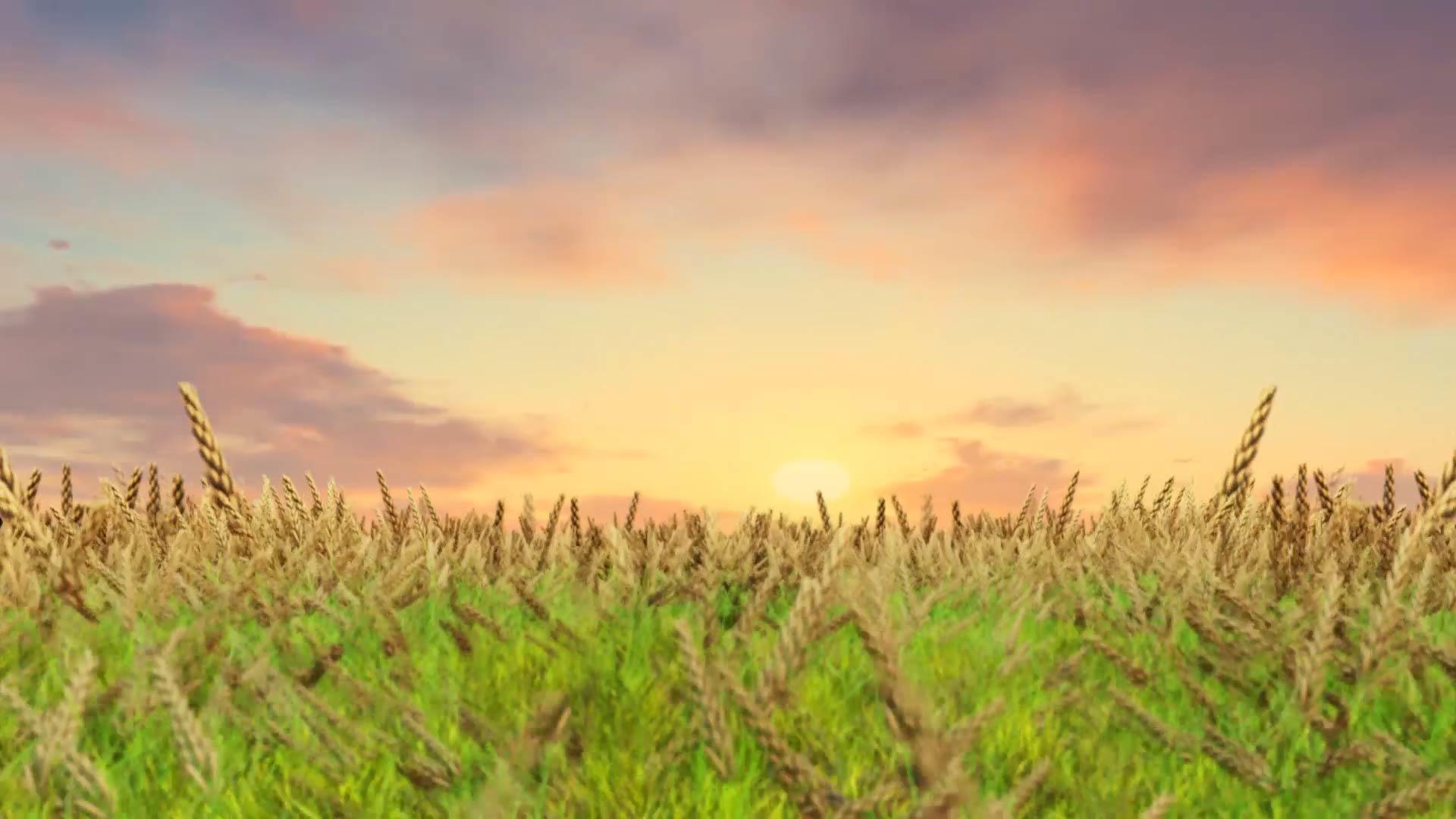小麦摇曳背景视频视频的预览图