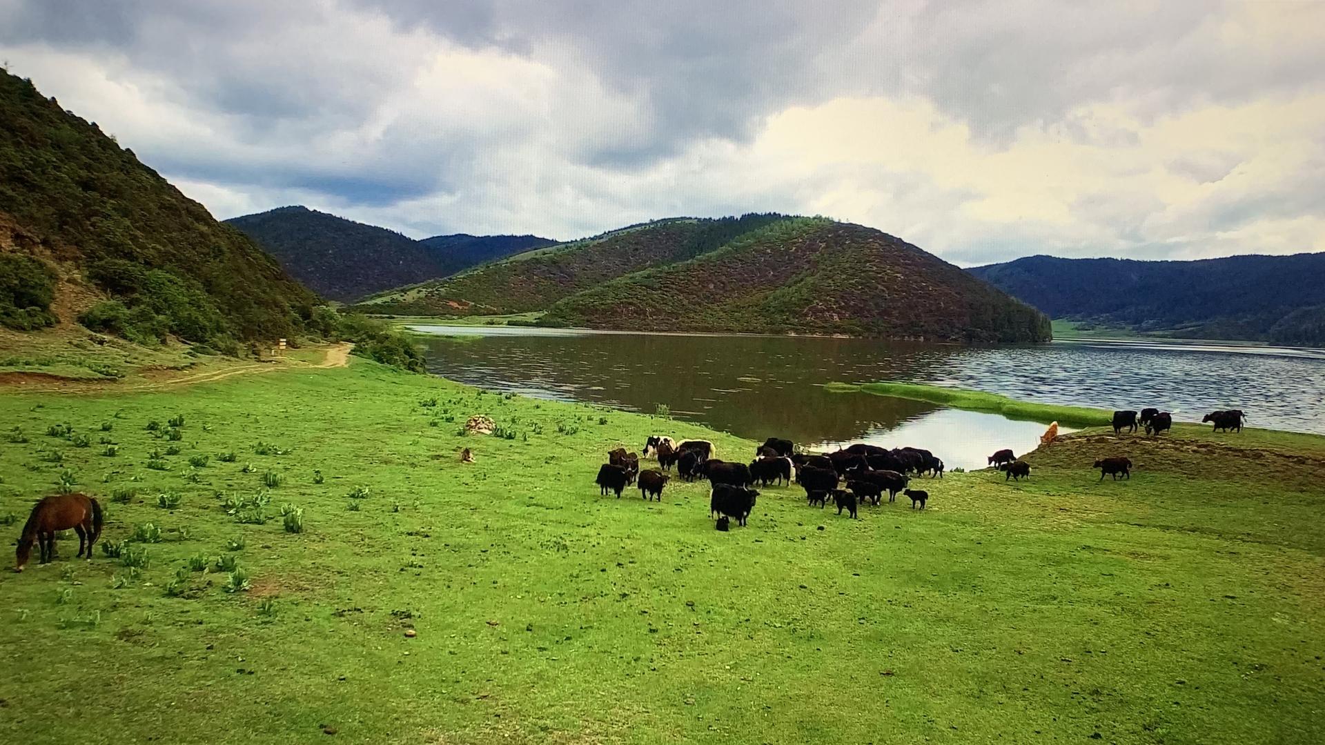 草原牛群视频的预览图