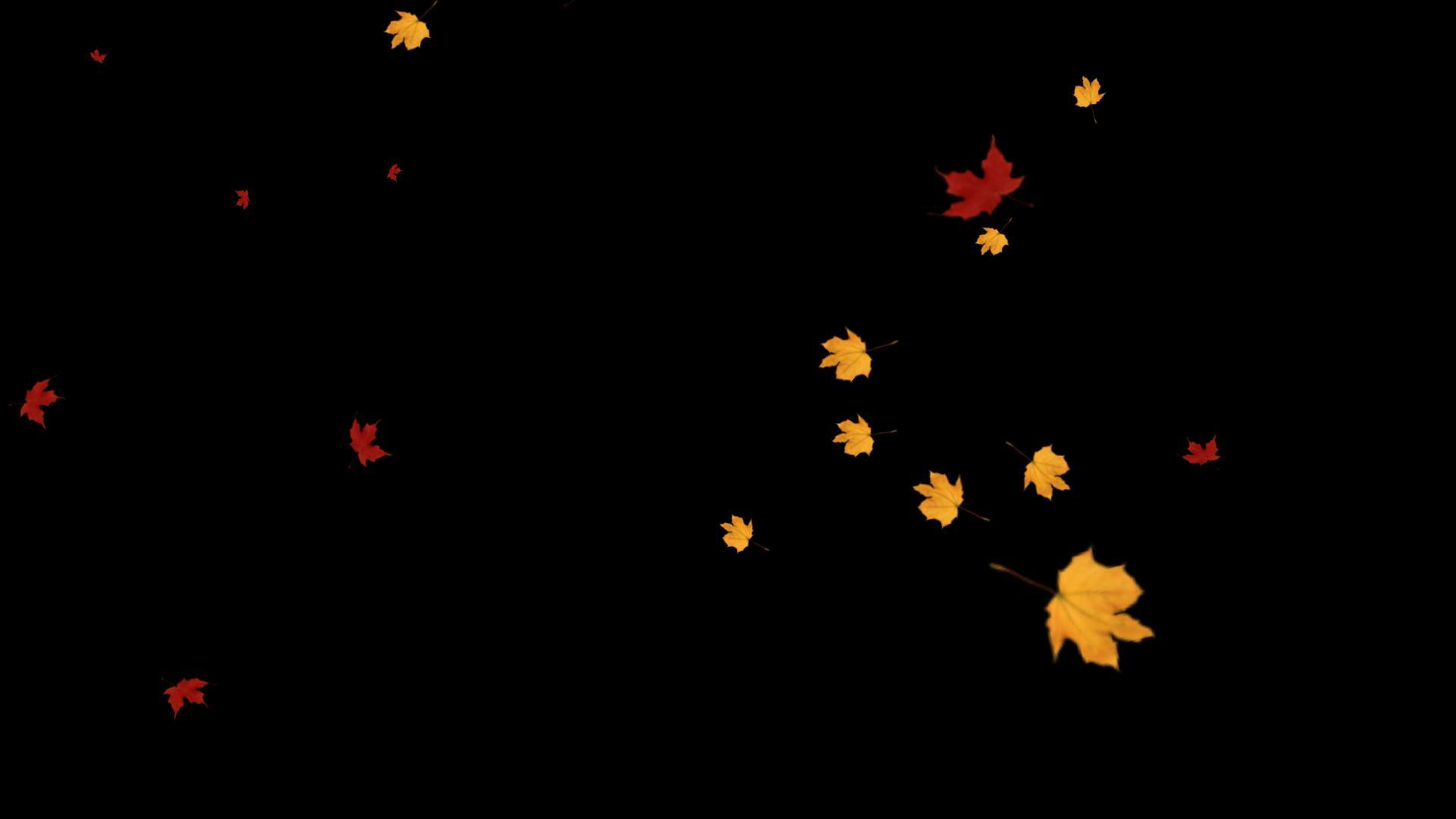 树叶叶子飘落视频的预览图