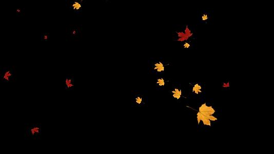 树叶叶子飘落视频的预览图