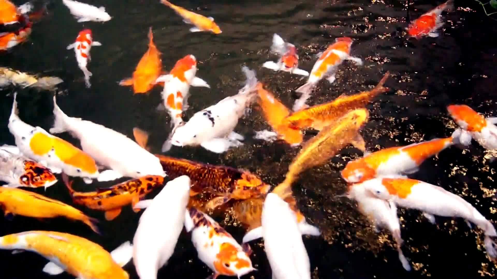 鱼塘观赏鱼视频的预览图