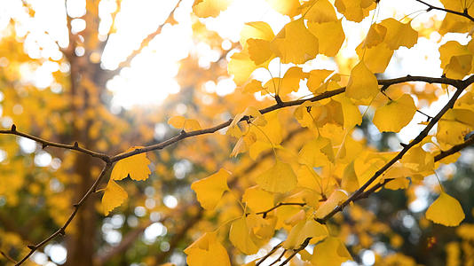  4K秋天金黄色的银杏叶视频的预览图