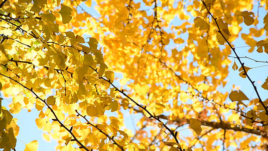  4K秋天金黄色的银杏叶视频的预览图