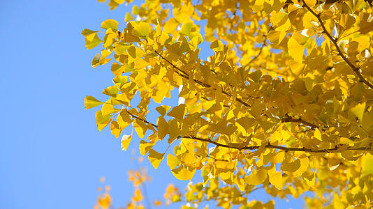 4K秋天金黄色的银杏叶视频的预览图