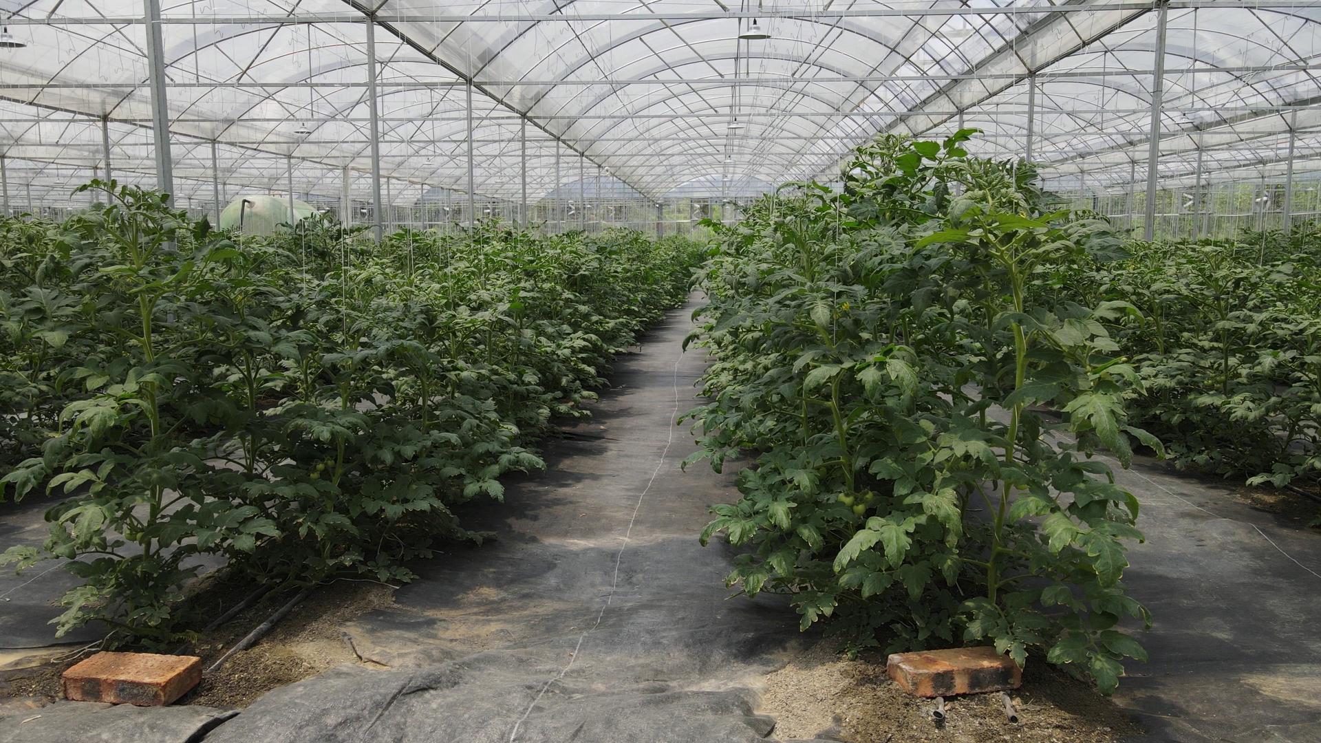 航拍现代农业有机蔬菜西红柿种植基地视频的预览图