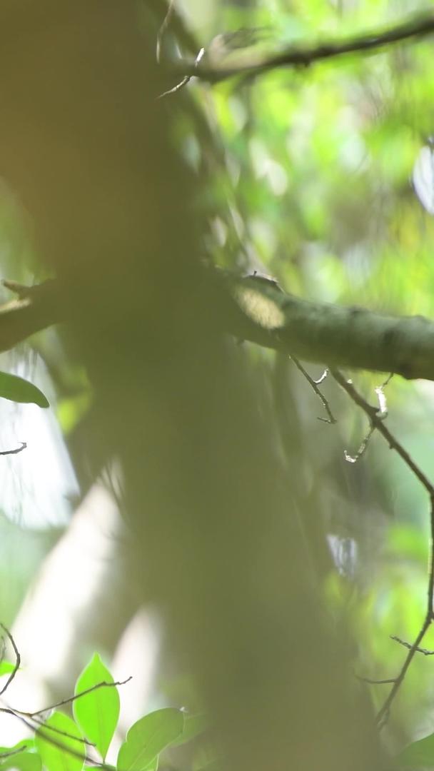 鸟儿在树枝上视频的预览图