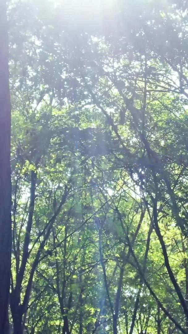 穿梭原始森林光束视频的预览图