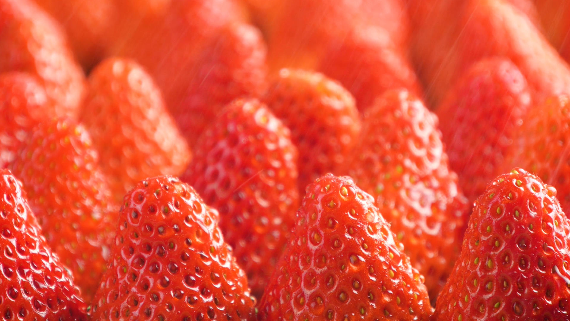 4K草莓红颜草莓丹东99草莓奶油草莓新鲜水果视频的预览图
