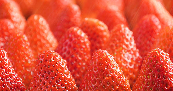 4K草莓红颜草莓丹东99草莓奶油草莓新鲜水果视频的预览图