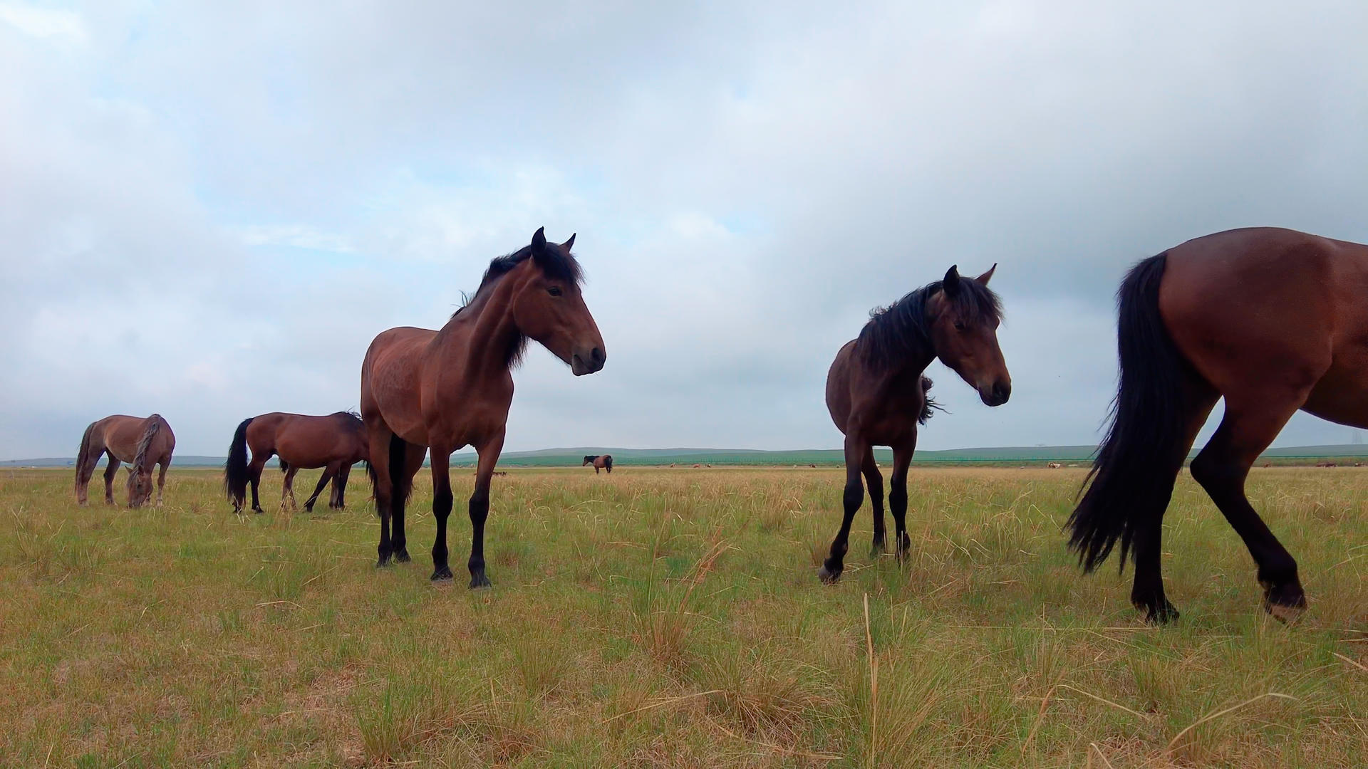 5k超高清拍摄在碧绿的草原上悠闲吃草的马群视频的预览图