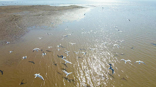4K航拍鄱阳湖候鸟群海鸥视频的预览图