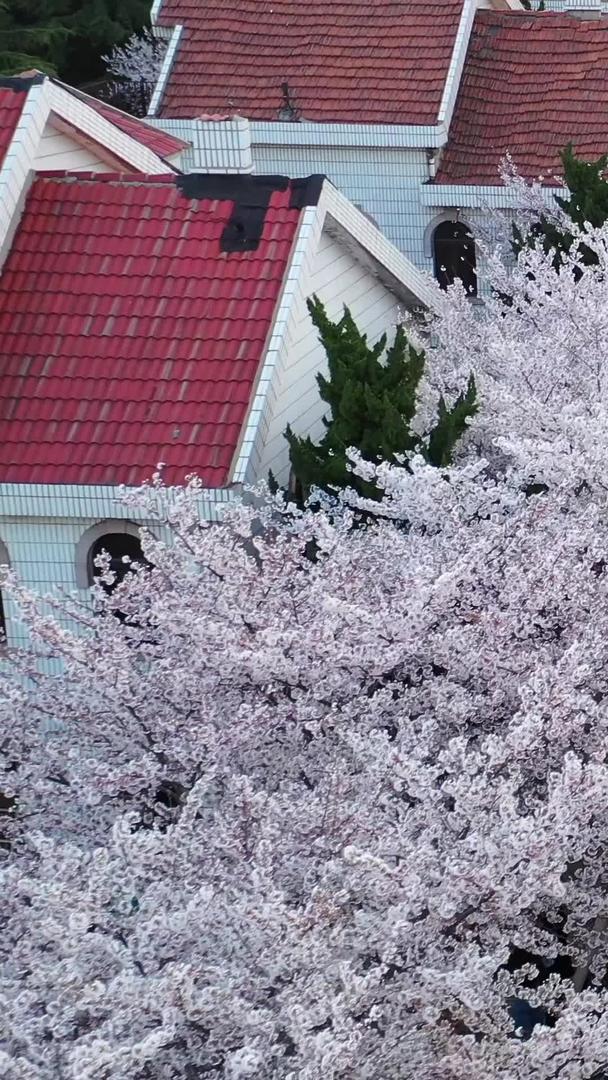樱花盛开的街道航拍视频视频的预览图