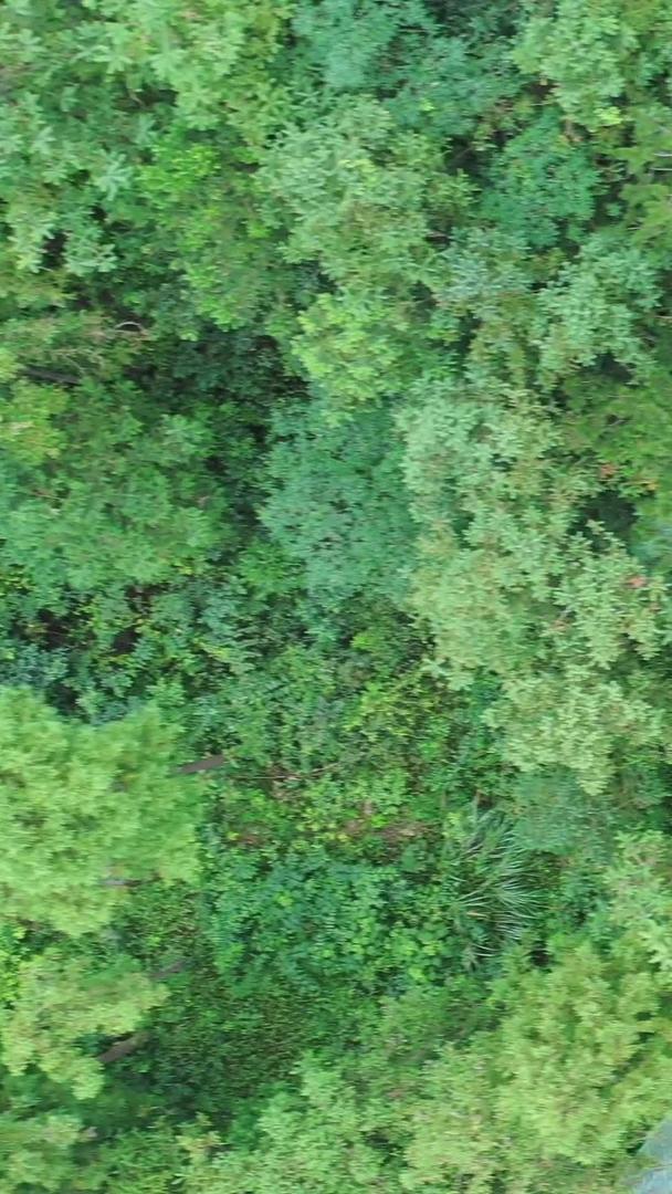 竹林中的滑道漂流拍摄视频视频的预览图