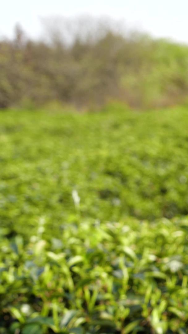 茶园采茶春茶绿茶农业种植视频的预览图