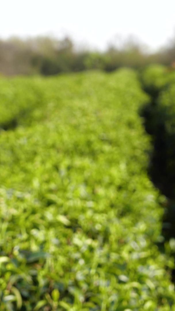 茶园采茶春茶绿茶农业种植视频的预览图