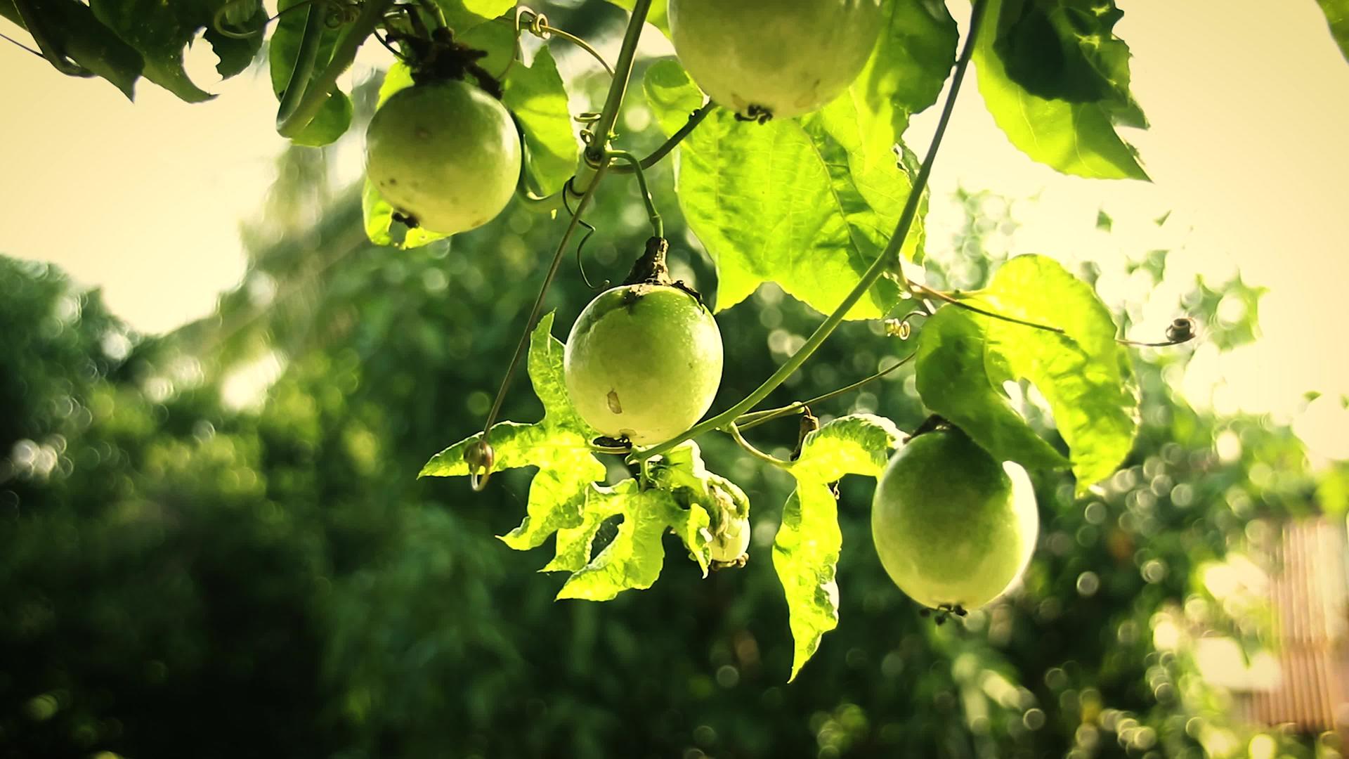 绿色果实的有机种植视频的预览图
