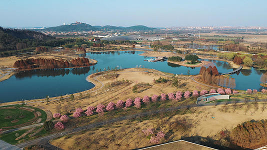 辰山植物园樱花大道视频的预览图