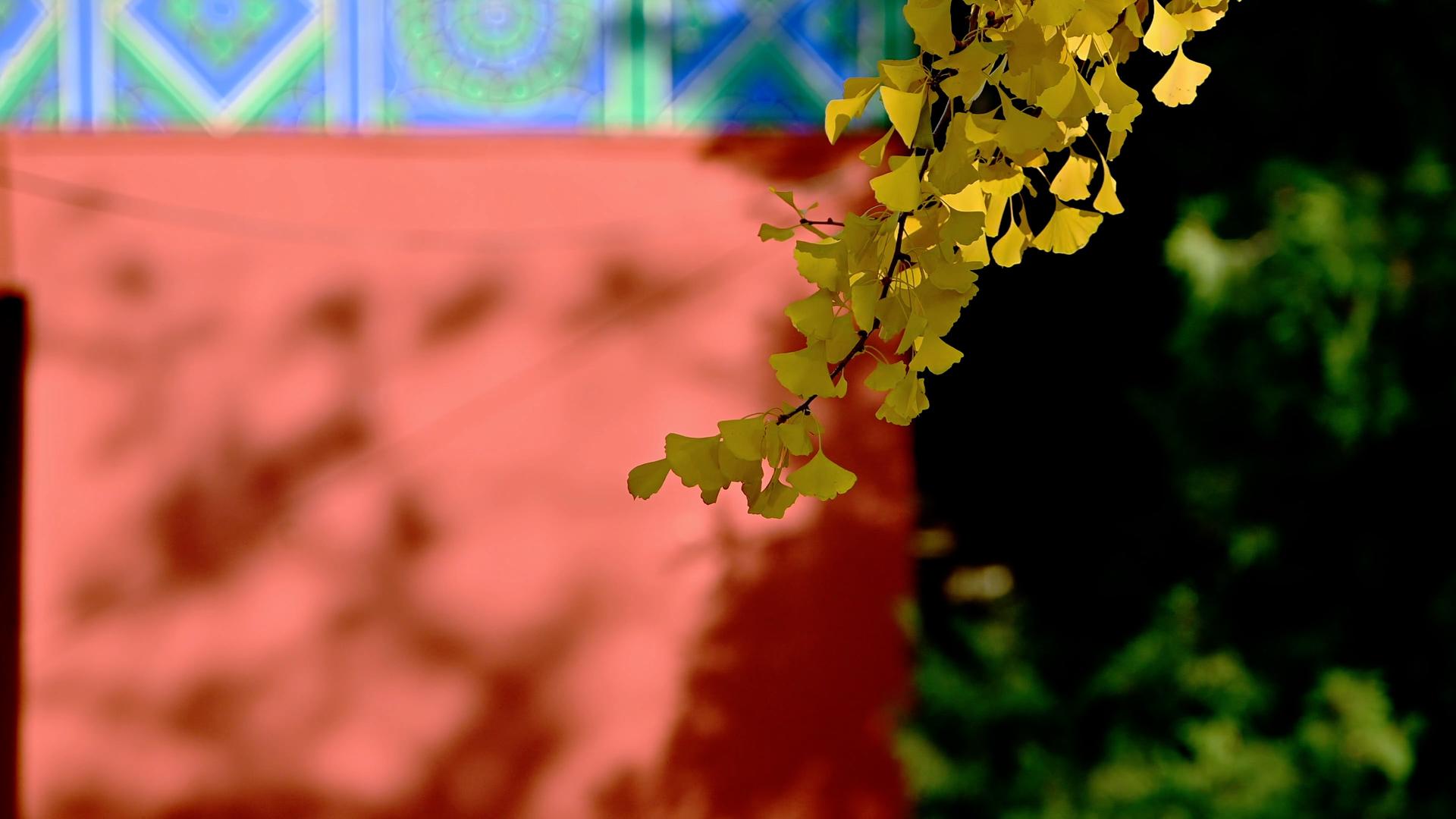 北京玉渊潭公园银杏叶之秋色视频的预览图