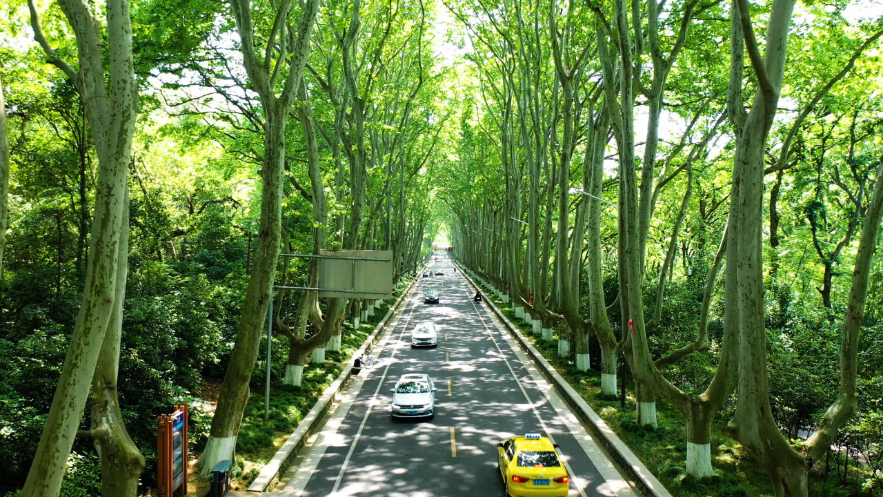4K航拍南京梧桐大道视频的预览图