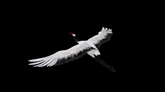 三维白鹤动画视频的预览图