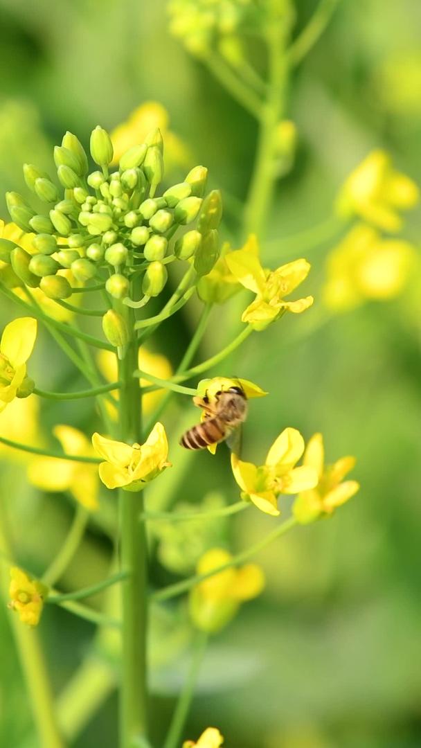 蜜蜂在油菜花中采蜜视频的预览图