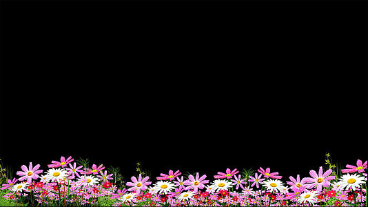 花丛摆动动画元素带透明度通道视频的预览图