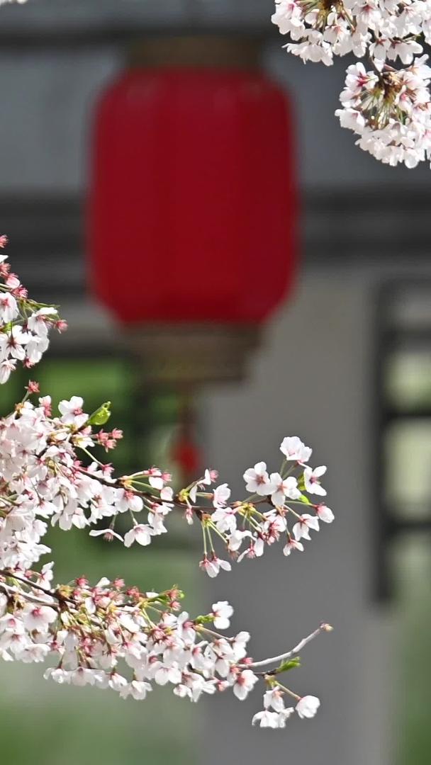 红色的灯笼和樱花视频的预览图